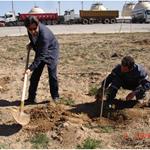 گزارش تصویری از هفته درختکاری در شرکت نفت پاسارگاد