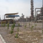گزارش تصویری از هفته درختکاری در شرکت نفت پاسارگاد